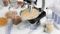 food testing lab 