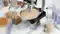 food testing lab 