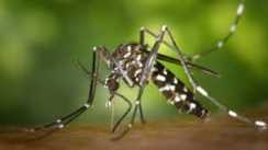 Bihar Smart Mosquito Threat Fogging Fails Genetic Shield