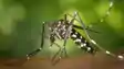 Bihar Smart Mosquito Threat Fogging Fails Genetic Shield