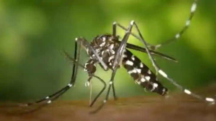 Bihar Smart Mosquito Threat Fogging Fails Genetic Shield