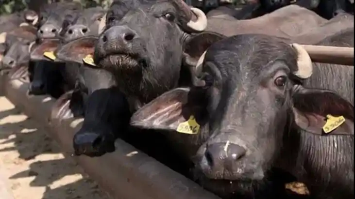 Buffalo meat export