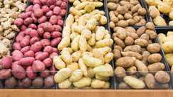 Potatoes Variety