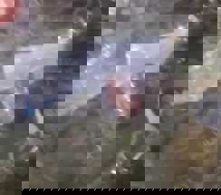 नवादा मर्डर मिस्ट्री में नया मोड़: अतहर हुसैन की मौत का वीडियो वायरल, क्या चोरी के शक में ली गई जान? पुलिस ने 11 को दबोचा!