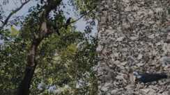 कौवों की मौत 