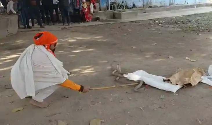 झोली में दो जिंदा 'कोबरा' लेकर अस्पताल पहुंचा युवक, सांप के 