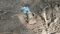 Conspiracy to bomb security forces foiled