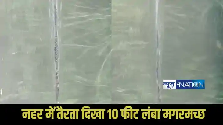 crocodile viral video