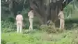 Girl found in bushes Gaya