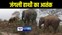 गया में जंगली हाथी ने मचाया उत्पात, फसलों को कर रहा नुकसान, ग्रामीणों में फैला दहशत 