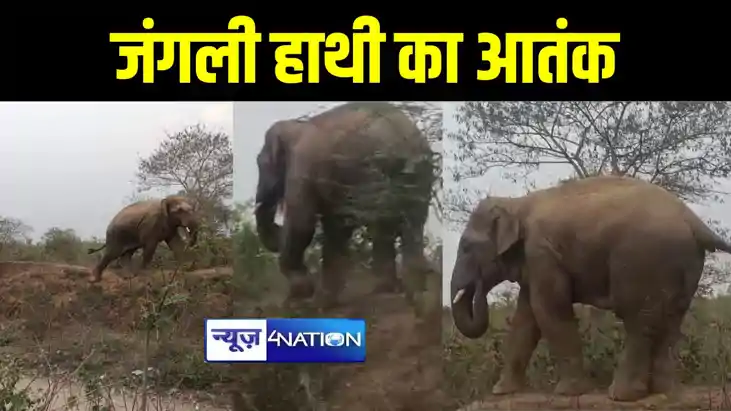 गया में जंगली हाथी ने मचाया उत्पात, फसलों को कर रहा नुकसान, गया में जंगली हाथी ने मचाया उत्पात, फसलों को कर रहा नुकसान,