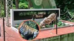 Suspicious death of tigress in Valmiki Tiger Reserve