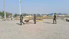 Gaya High profile marijuana seized on flight from Thailand