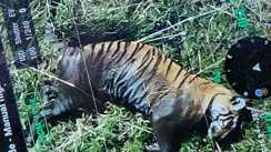 Tiger found dead in Valmiki Reserve probe sparks alarm