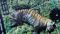 Tiger found dead in Valmiki Reserve probe sparks alarm
