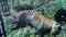 Tiger found dead in Valmiki Reserve probe sparks alarm