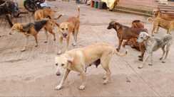 Dog bite cases in Bihar 