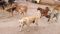Dog bite cases in Bihar 
