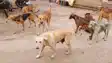 Dog bite cases in Bihar 