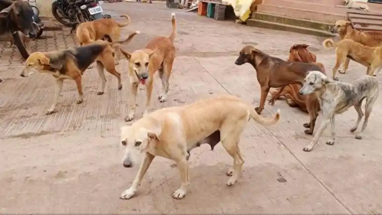 Dog bite cases in Bihar 