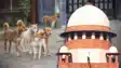 Supreme Courts decision on stray dogs