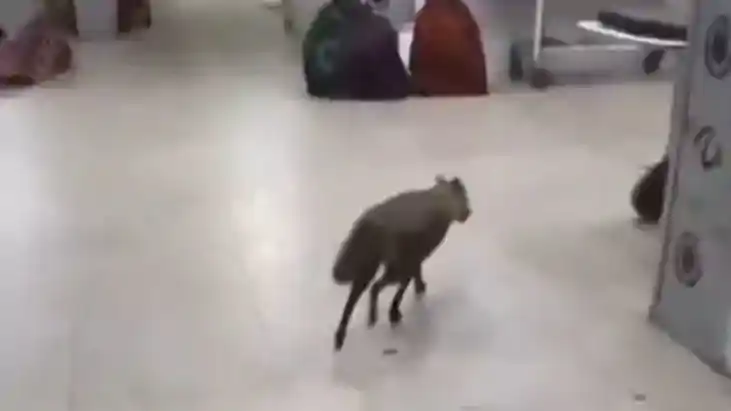 600 बेड वाले मेडिकल कॉलेज अस्पताल के सर्जिकल आईसीयू में घुसा