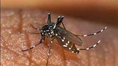 Dengue Cases Surge in Patna 