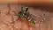 Dengue Cases Surge in Patna 