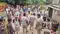 Vaishali Thieves Steal 