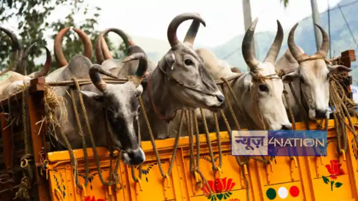Begusarai gauraksha truck caught: बेगूसराय में गौ-तस्करी की 