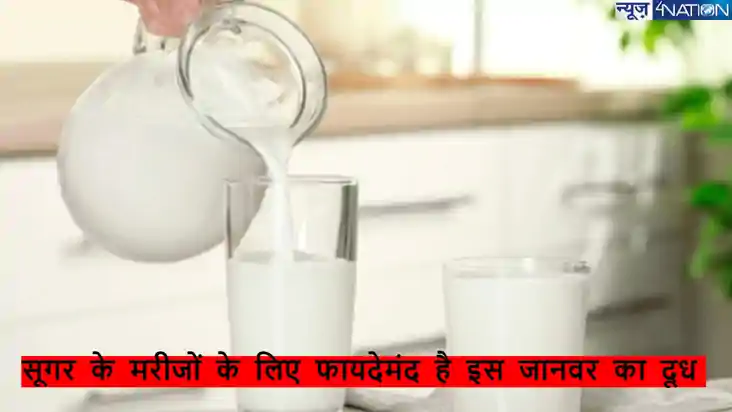 इस जानवर का दूध डायबिटिज मरीजों के लिए के लिए है फायदेमंद, ज