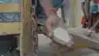 Poor Quality Rice in Bihar 