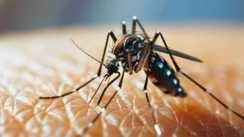 Dengue Surge in Patna 61 Cases Reported in August So Far