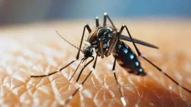 Dengue Surge in Patna 61 Cases Reported in August So Far