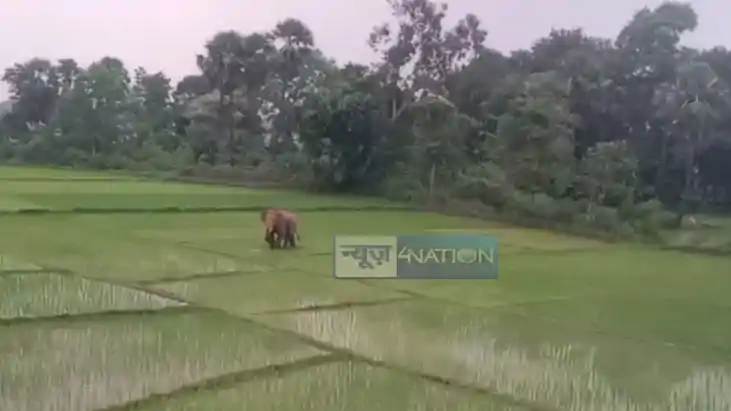 Bihar News: नवादा में फिर गांव की ओर आया जंगली हाथी, दहशत मे