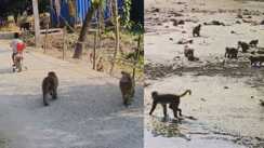 Monkey Menace in Katihar