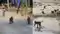 Monkey Menace in Katihar