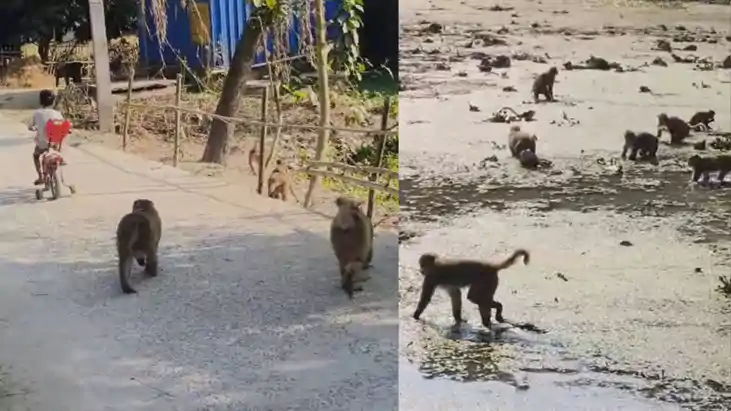 Monkey Menace in Katihar