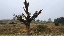 Bihar News : भागलपुर में विकास की आहट के बीच 'आम के शहर' का वजूद खतरे में, पीरपैंती में अडानी पावर प्लांट को लेकर कटने लगे पेड़ 