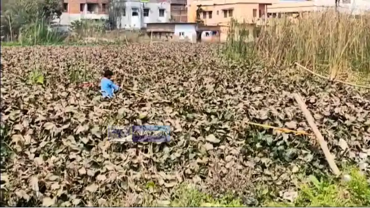 Bihar News : बिहार में सरकारी जमीन की दिनदहाड़े लूट, बांस फीत