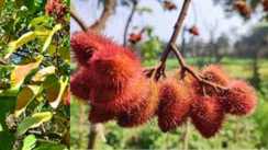 Bihar Farmers Strike Gold with Sindoor Farming 