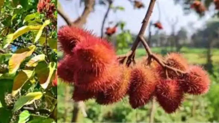 Bihar Farmers Strike Gold with Sindoor Farming 