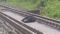 Bear killed after being hit by train rail operations disrupted for two hours