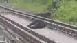 Bear killed after being hit by train rail operations disrupted for two hours