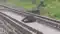 Bear killed after being hit by train rail operations disrupted for two hours