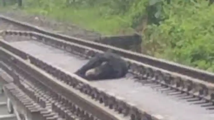 Bear killed after being hit by train rail operations disrupt