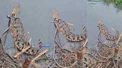 Crocodile Enters Bihar Village Villagers Capture It With Rope