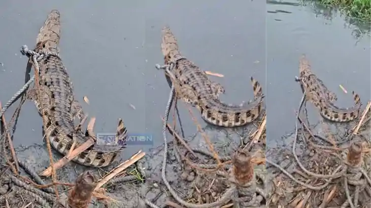 Crocodile Enters Bihar Village Villagers Capture It With Rop