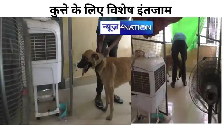 कूलर और स्टैंड पंखा में आराम करता है ये कुत्ता, खाने पीने के कूलर और स्टैंड पंखा में आराम करता है ये कुत्ता, खाने पीने के