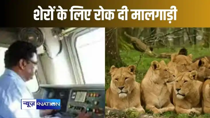 रेलवे ट्रैक पर एक साथ जुट गए 10 शेर, लोको पायलट को लगानी पड़ रेलवे ट्रैक पर एक साथ जुट गए 10 शेर, लोको पायलट को लगानी पड़